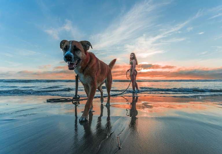 pies idący po plaży wraz z właścicielką